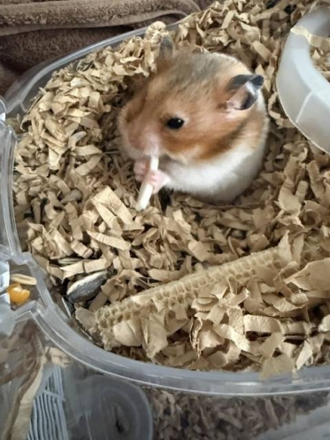 こんにちはっ