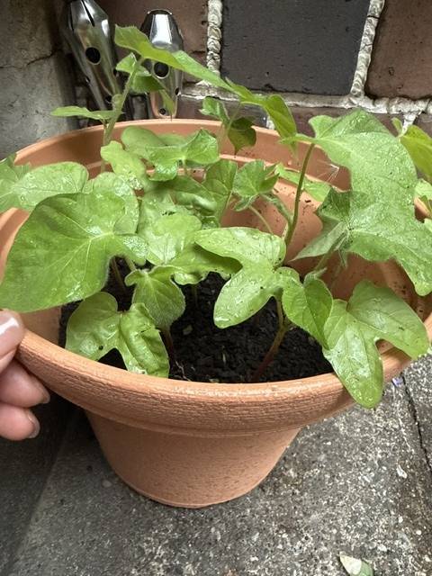 お早うございます。