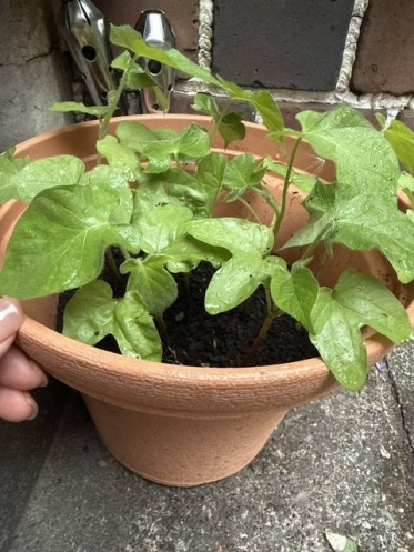 お早うございます。