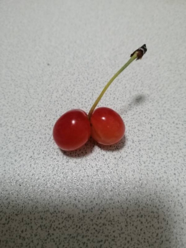 ありがとうございました