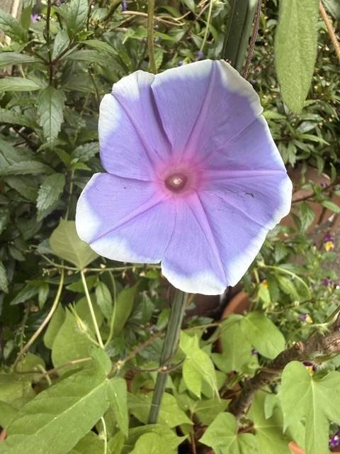 お早うございます