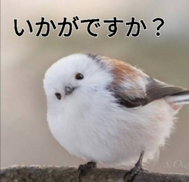 お誘いで~す