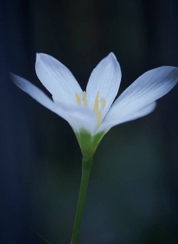 縁起のいい今日