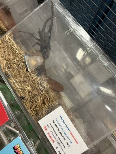 今日も