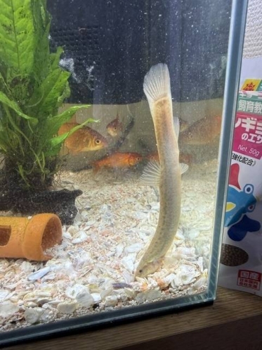 お早うございます