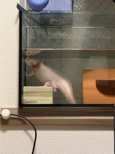 お早うございます