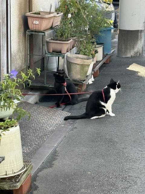 今日も🎶