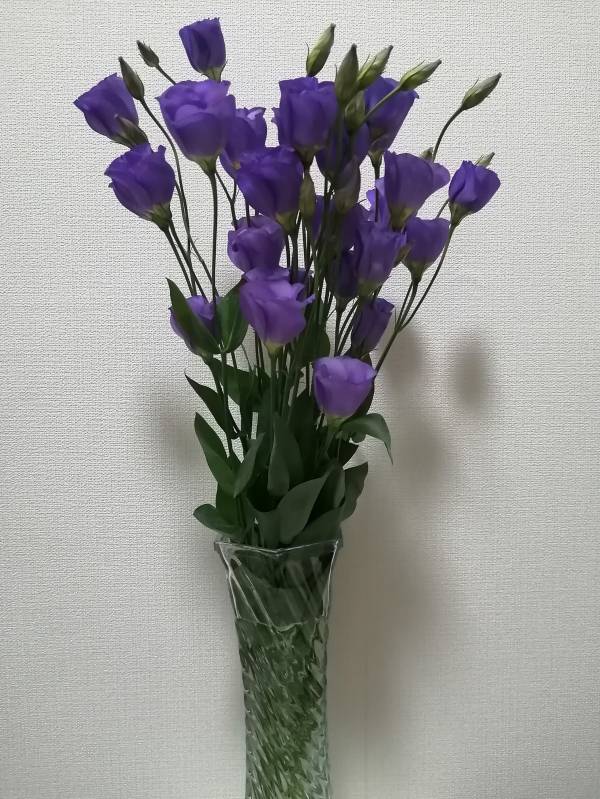 花言葉は『希望』