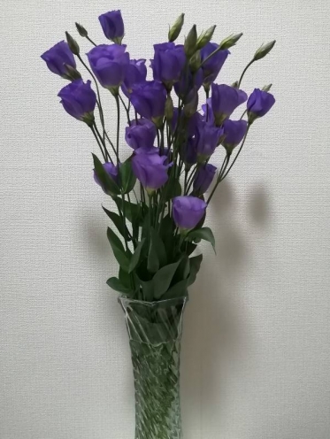 花言葉は『希望』