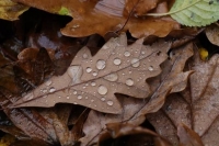 これから雨予報