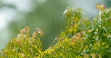 冷たい雨☂️