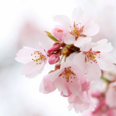 開花宣言🌸🌸🌸🎉