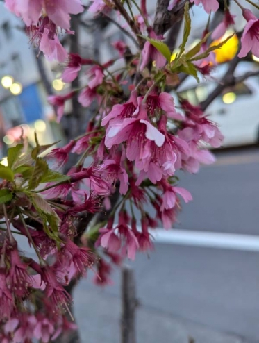 おはようございます(^o^)