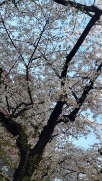 清明(せいめい)