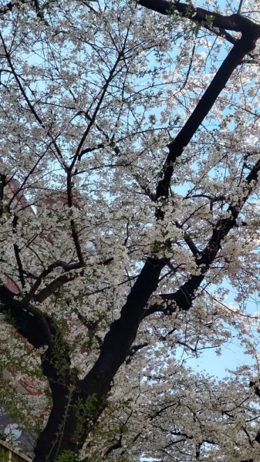 清明(せいめい)