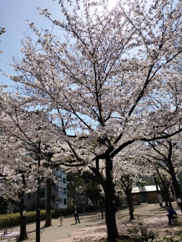 満開🌸🌸