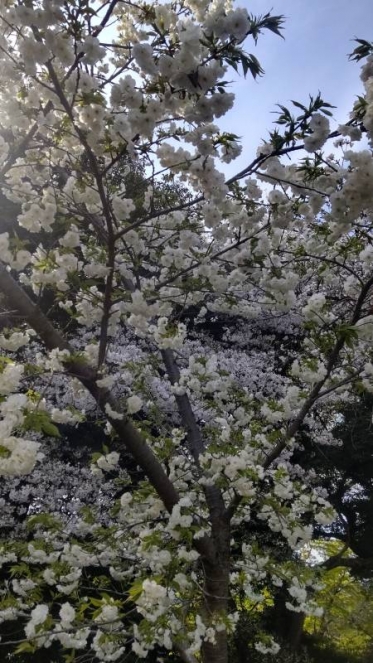 桜🌸