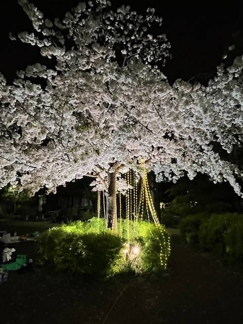 今週の予定です🕊️