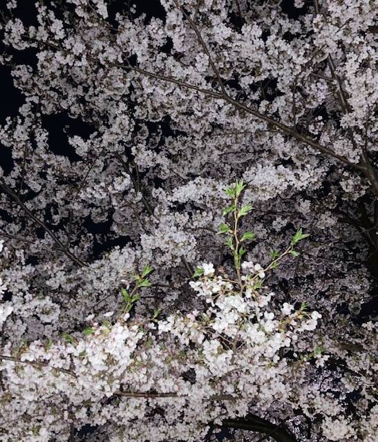 夜桜フォ〜！