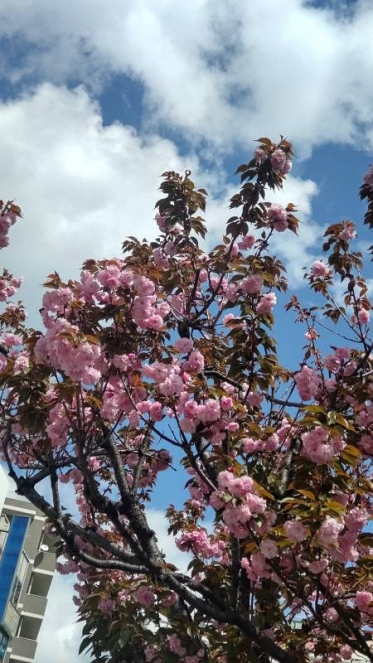 八重桜🌸
