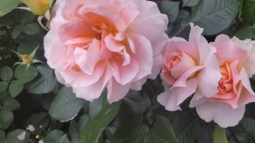 大塚駅前の薔薇🌹