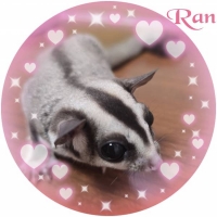 らん