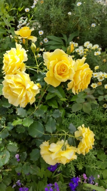 大塚駅前の薔薇🌹
