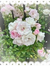 さやか