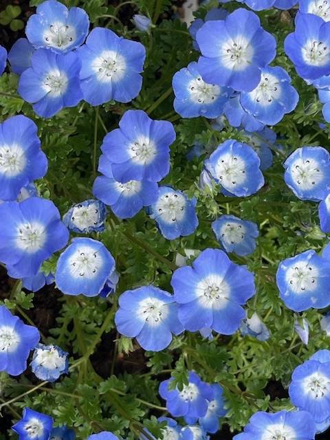 本日の状況と、5月後半の予定。