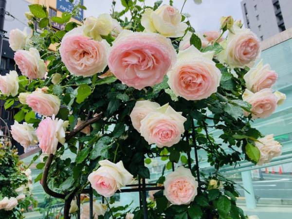 さくらです