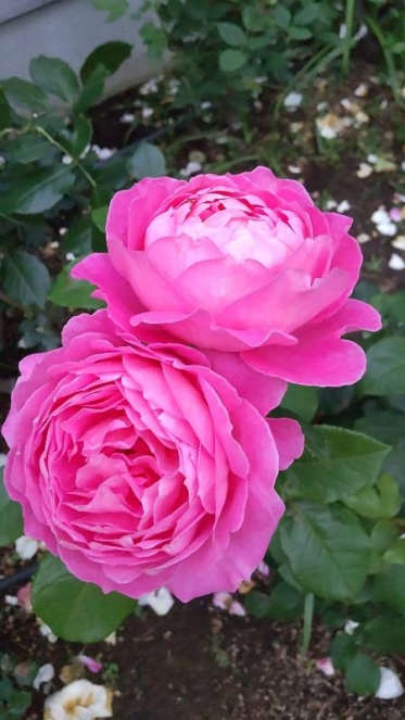 蒸し暑いですね