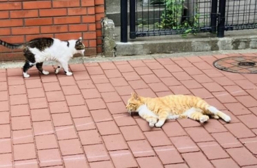 さくらです