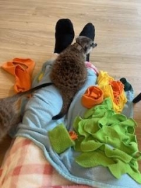 しゅり
