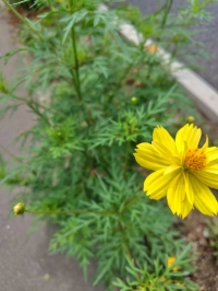 ともみ