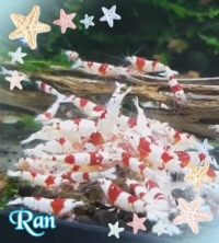 らん