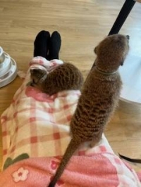 しゅり