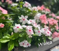 わか