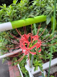 ともみ
