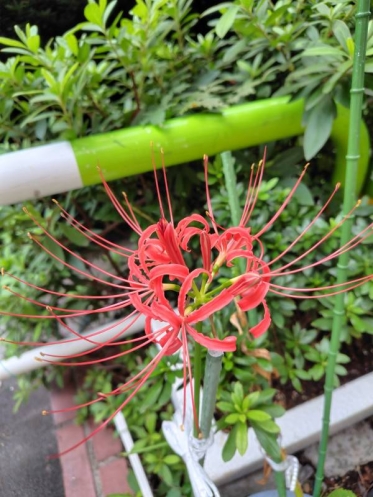 曼珠沙華