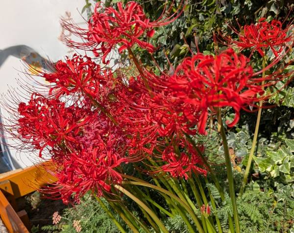 明日、12時〜18時まで出勤します😊遊びに来てくださいね！