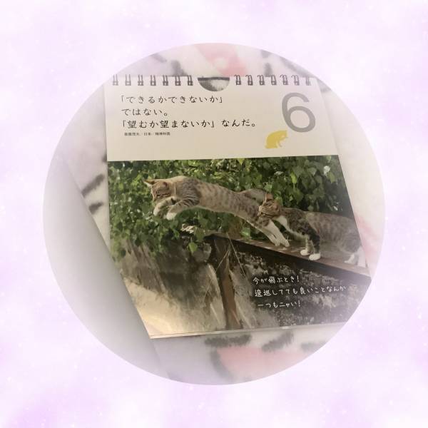 久々にめくった名言カレンダー（猫ちゃんバージョン）