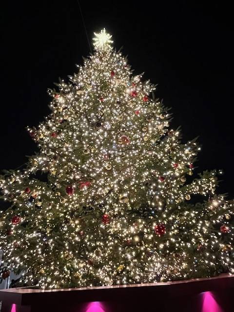 今週の予定🕊️