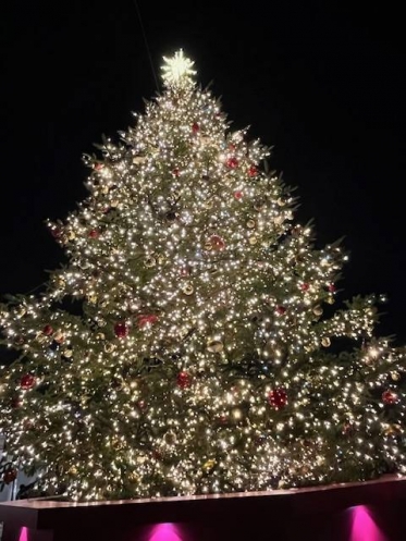 今週の予定🕊️