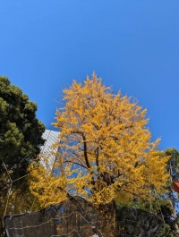 こんにちは(^o^)