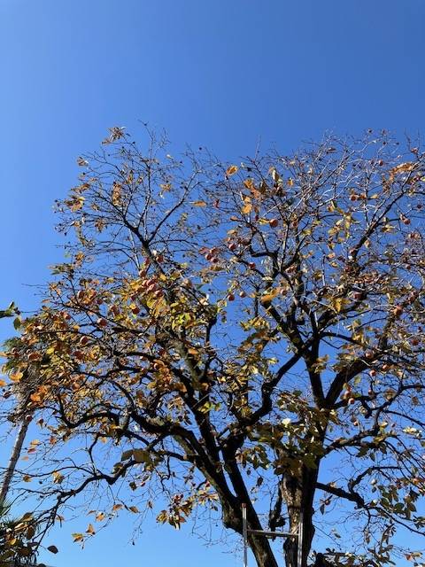 朝から柿の収穫🧡