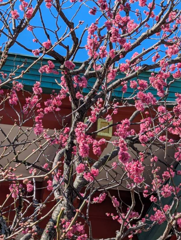 こんばんは(*´∀｀*)