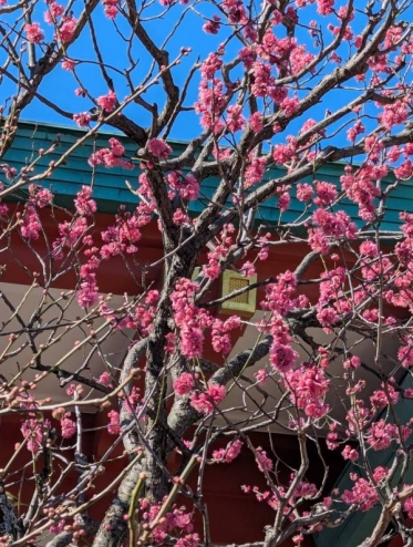 こんばんは(*´∀｀*)