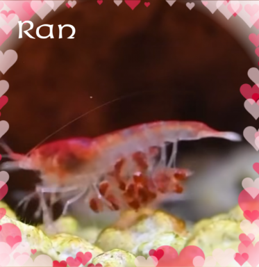 🦐赤ちゃん産まれたよ🦐