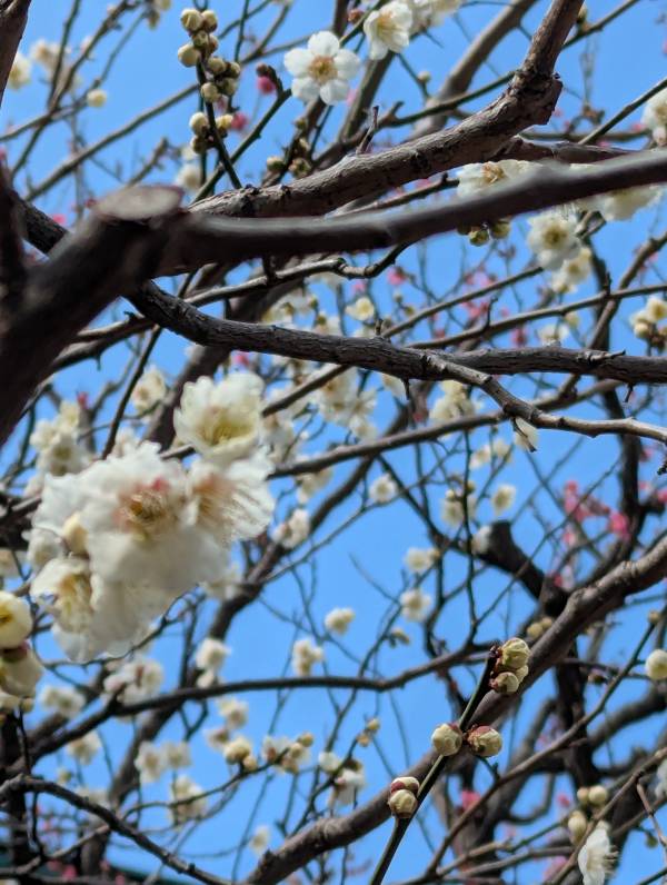 こんばんは(*´∀｀*)