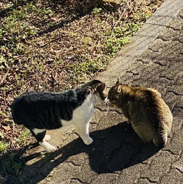 三連休の中日は猫の日🐈🐾